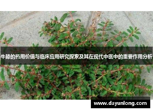 牛膝的药用价值与临床应用研究探索及其在现代中医中的重要作用分析